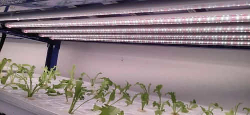 中农富兴 精品案例之开封爱思嘉农业嘉年华植物工厂 组培室项目